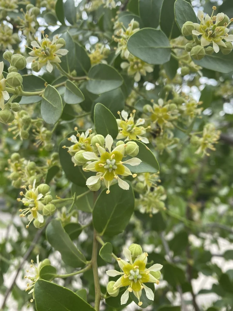 Quillaja Saponaria