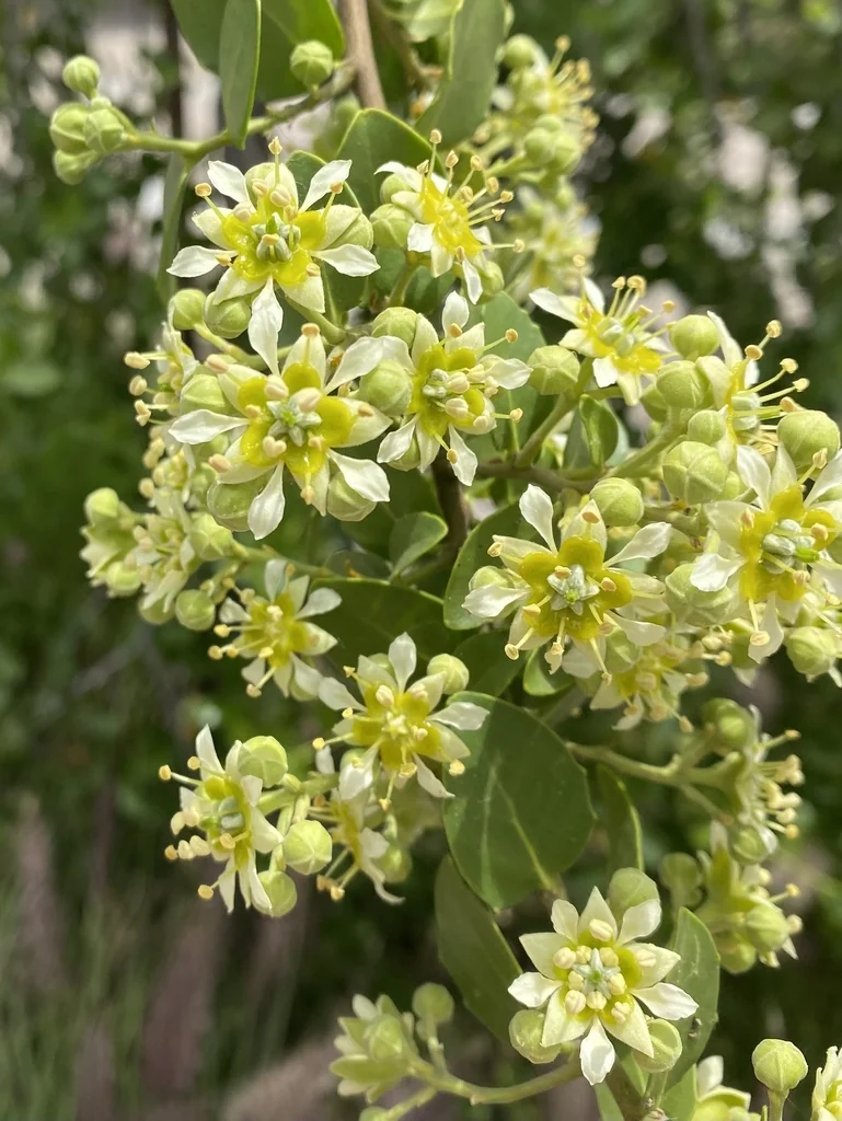 Quillaja Saponaria