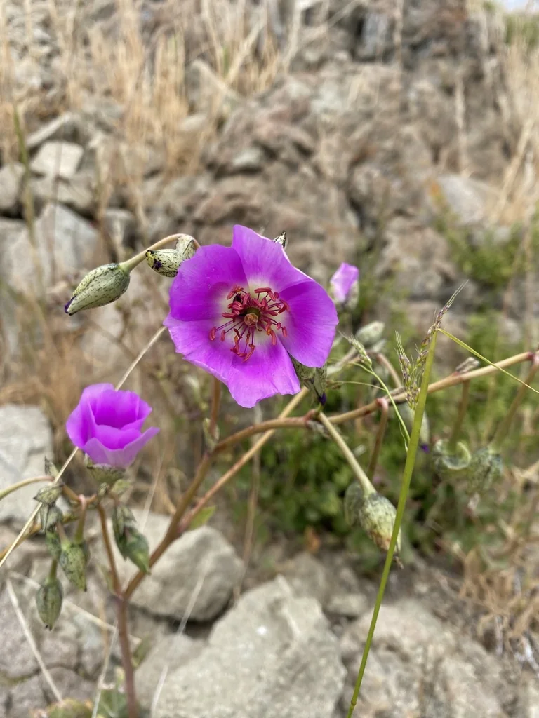 Calandrinia Grandiflora