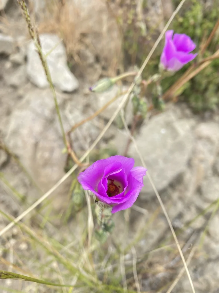 Calandrinia Grandiflora