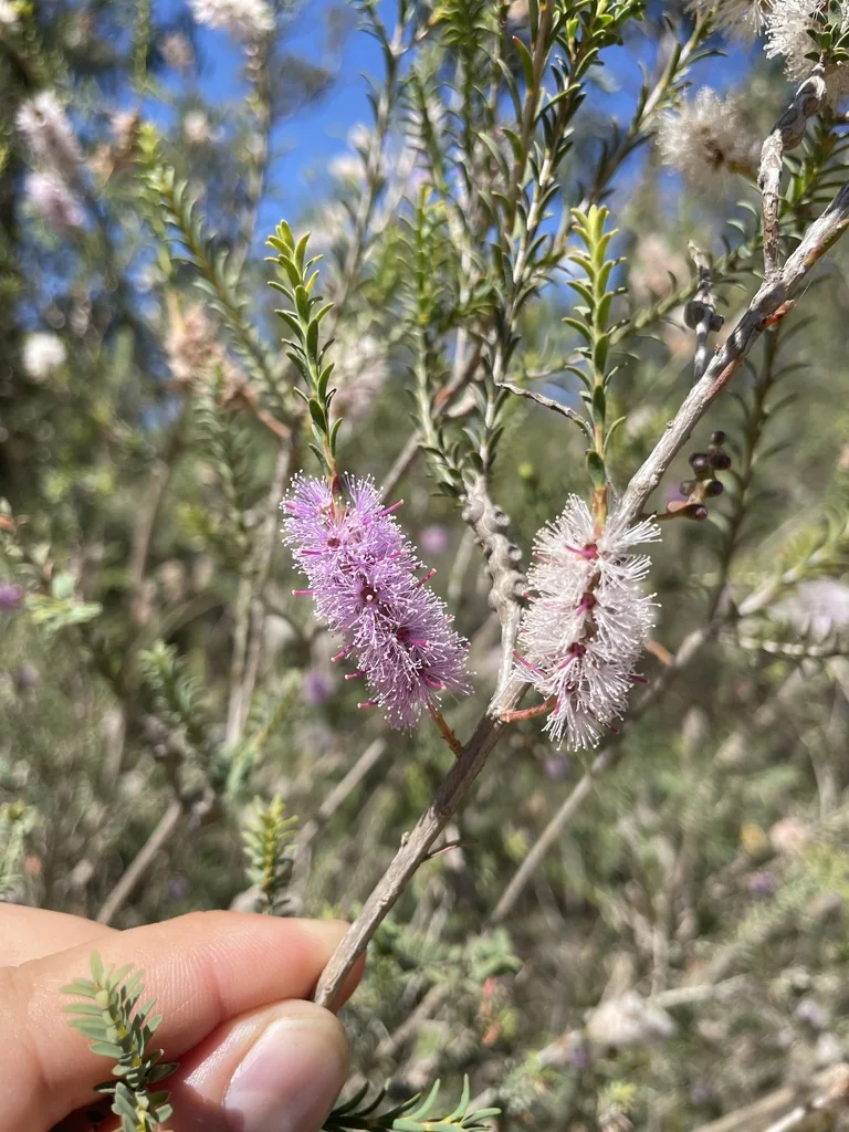 Melaleuca Decussata