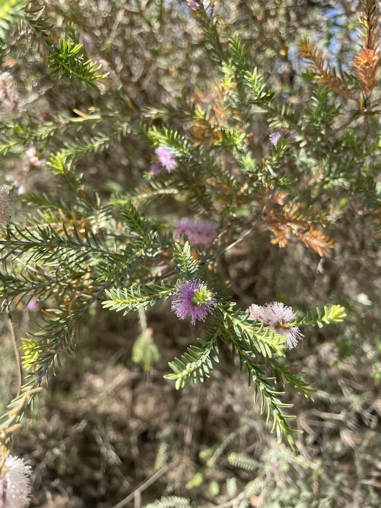 Melaleuca Decussata