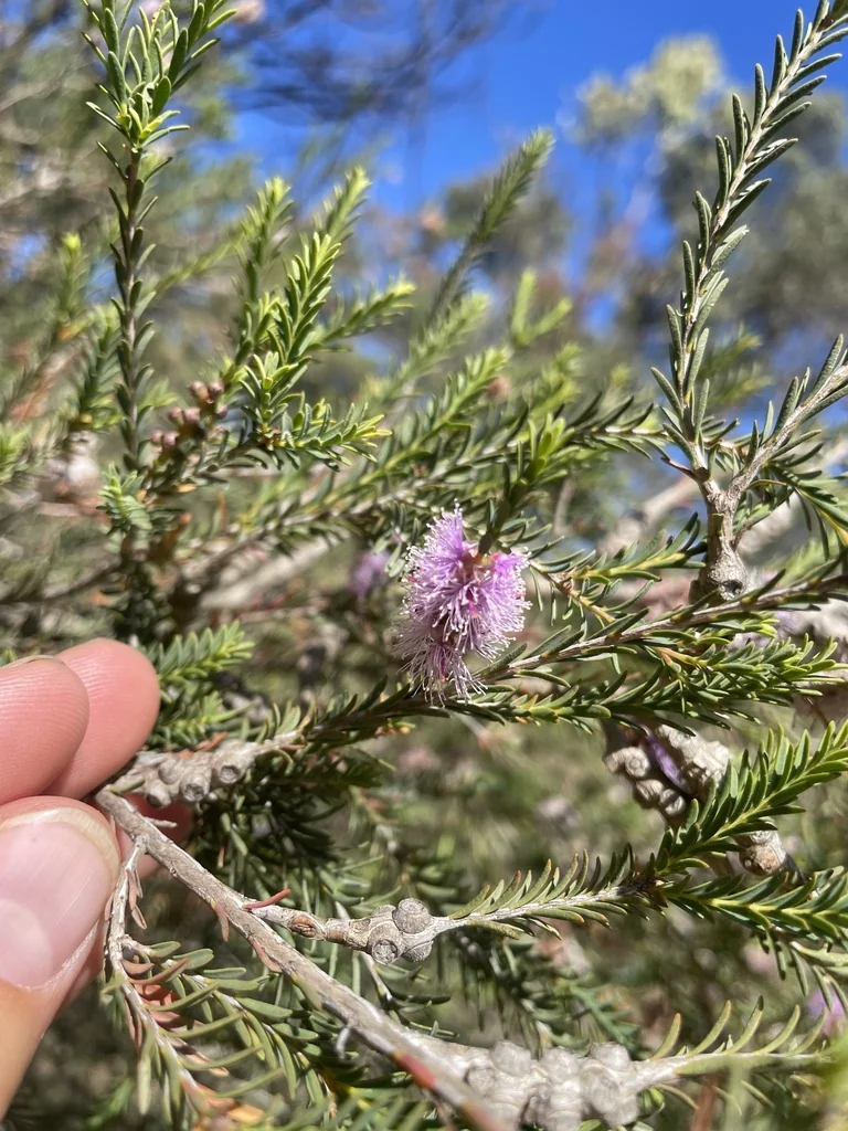 Melaleuca Decussata