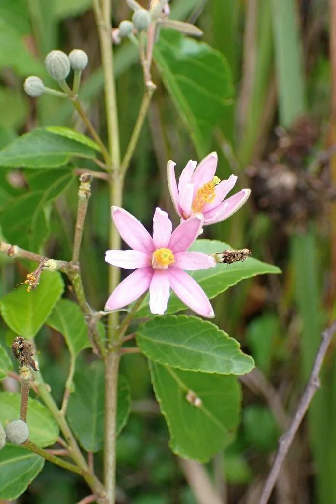 Grewia Occidentalis