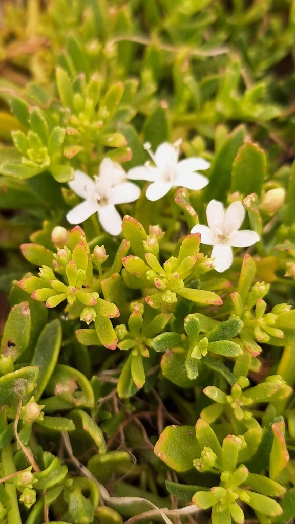 Myoporum Parvifolium