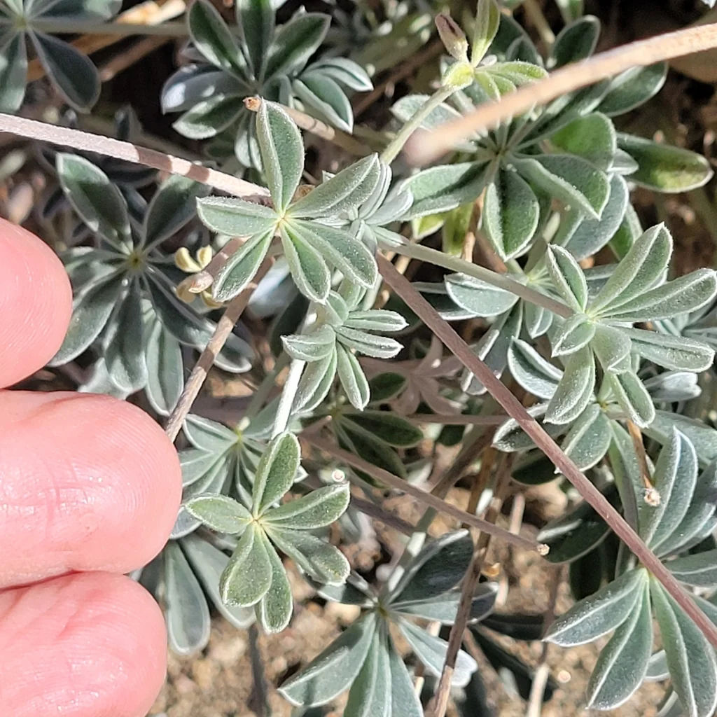 Lupinus Excubitus