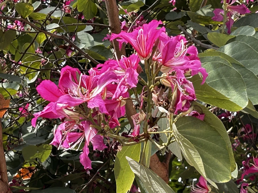 Bauhinia X Blakeana