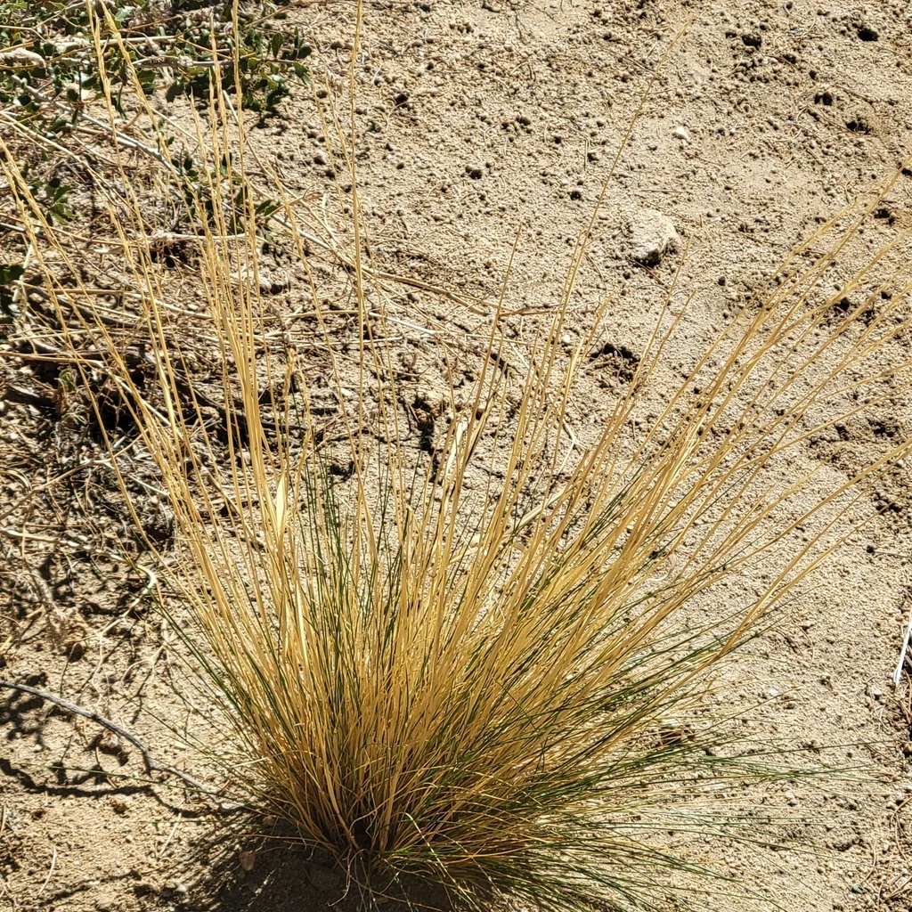 Stipa speciosa