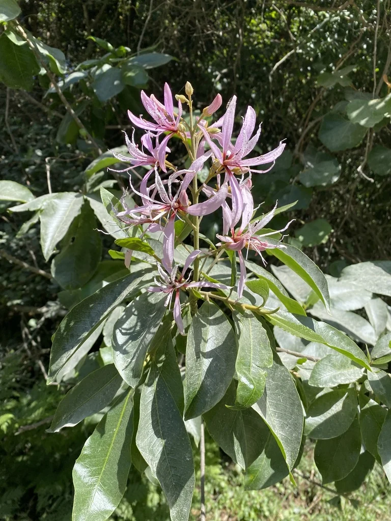 Calodendrum Capense