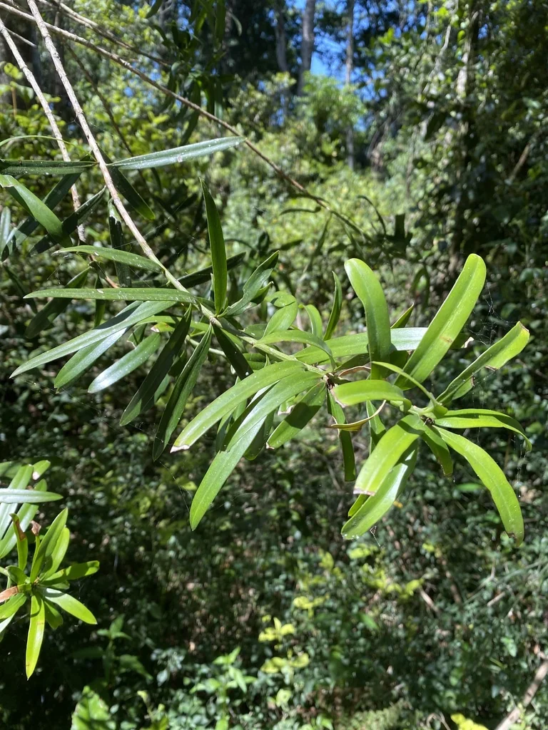 Podocarpus Latifolius