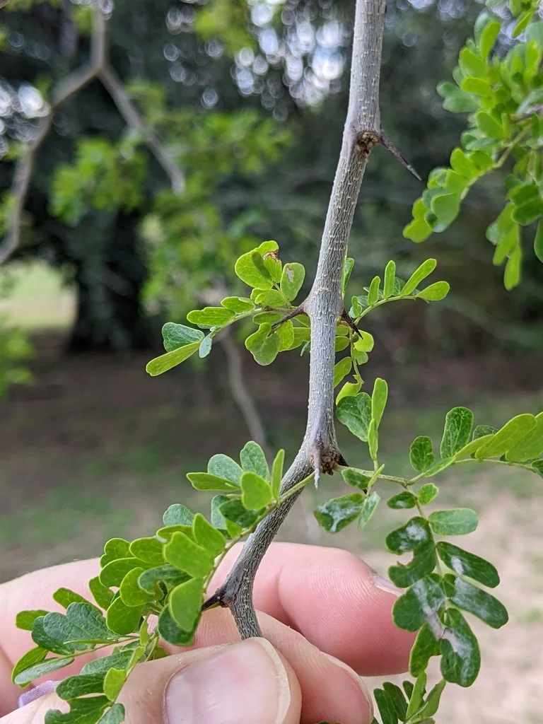 Ebenopsis Ebano