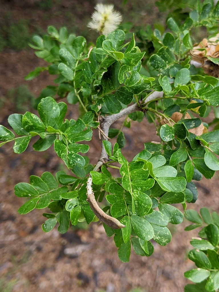 Ebenopsis Ebano