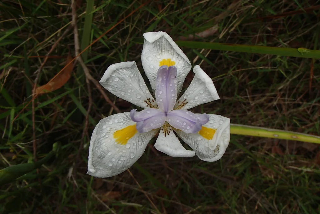 Dietes Grandiflora