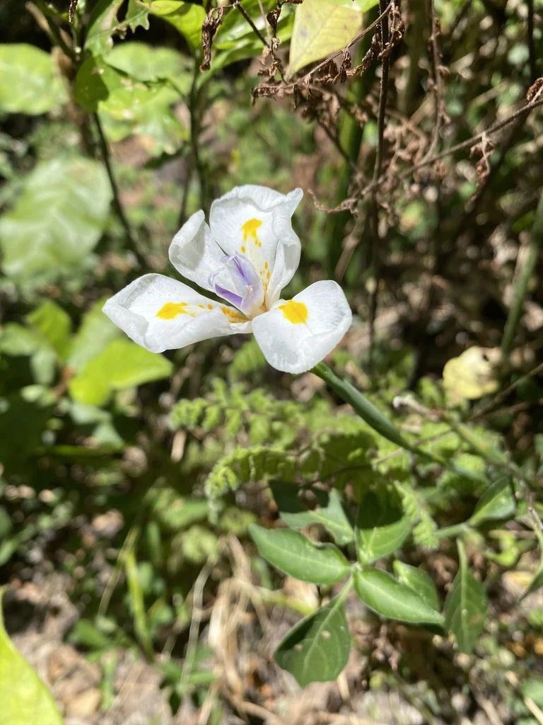 Dietes Iridioides