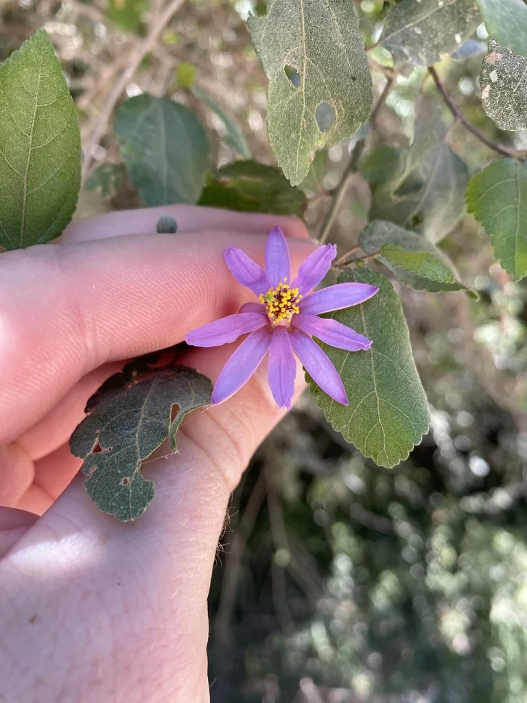 Grewia Occidentalis