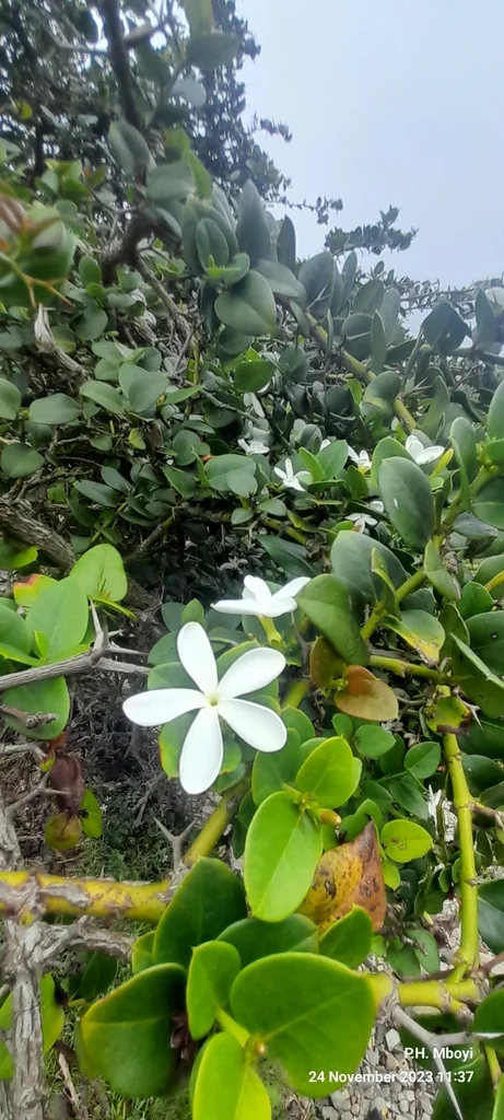Carissa Macrocarpa