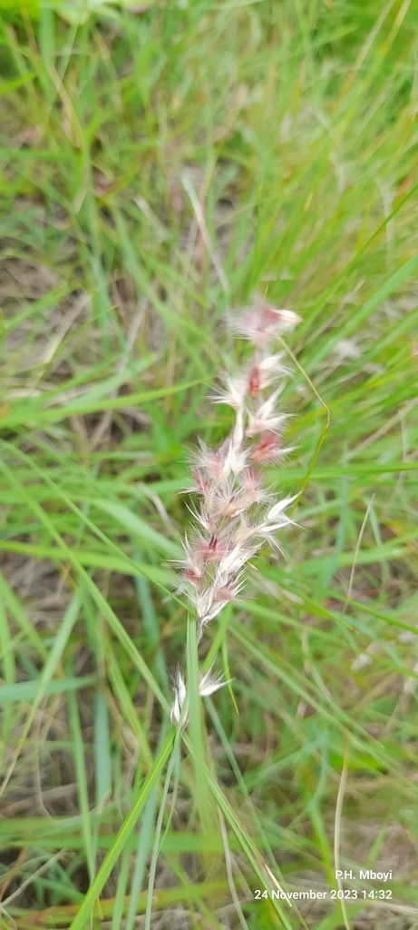 Melinis Nerviglumis