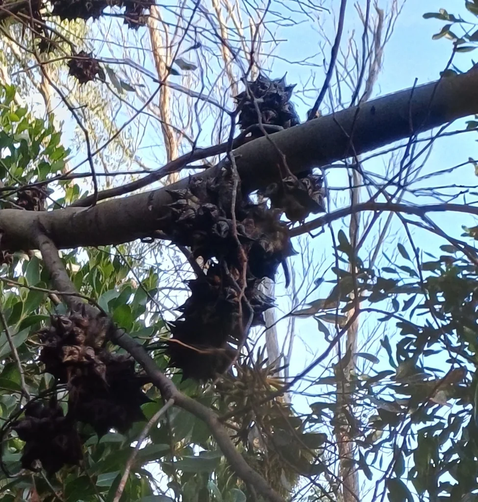 Eucalyptus Conferruminata