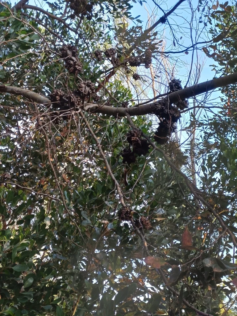 Eucalyptus Conferruminata