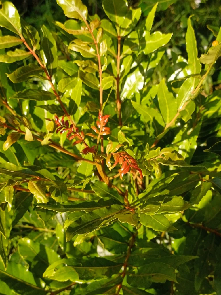 Harpephyllum Caffrum