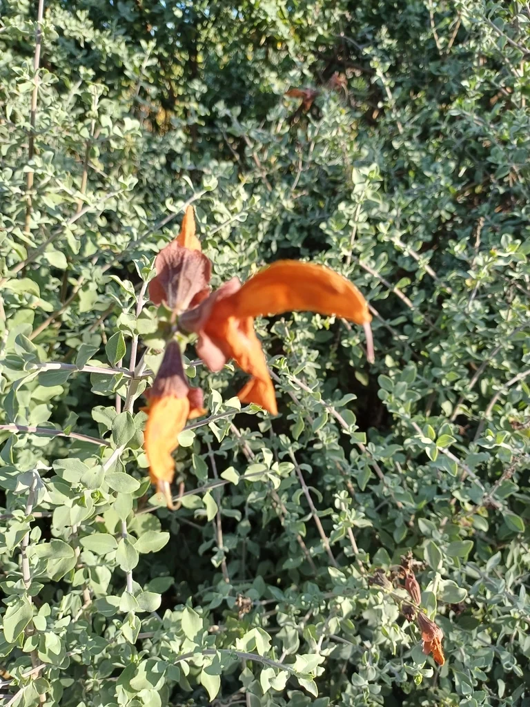 Salvia Africana-Lutea