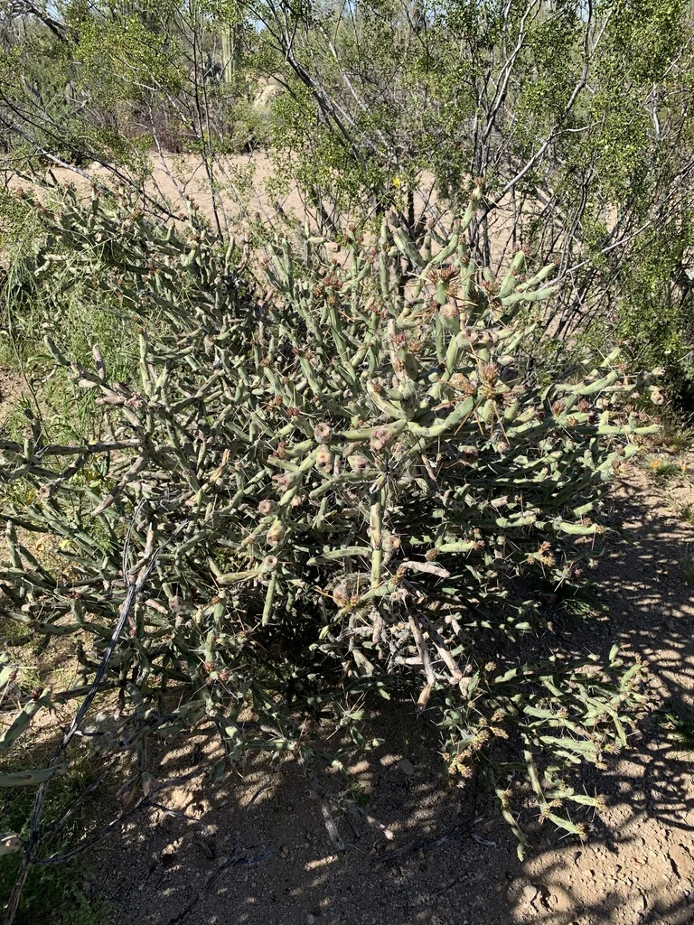 Cylindropuntia Arbuscula