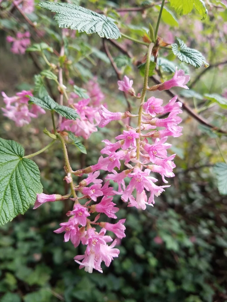 Ribes Sanguineum Glutinosum