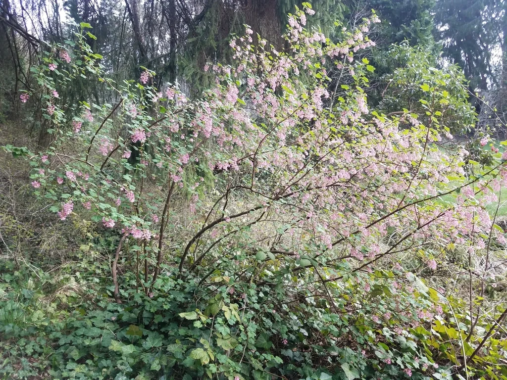 Ribes Sanguineum Glutinosum