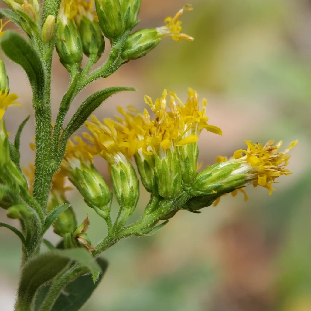 Solidago Californica