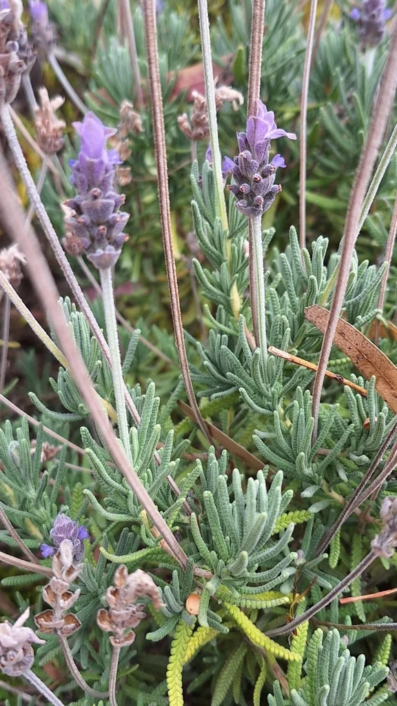 Lavandula Dentata