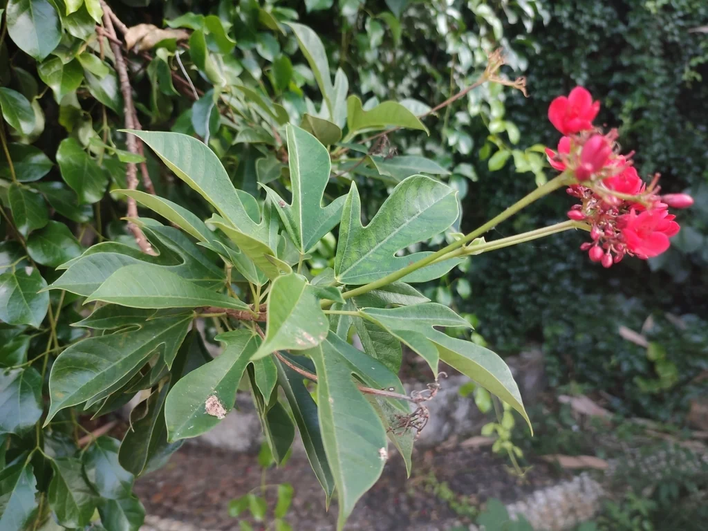 Jatropha Integerrima