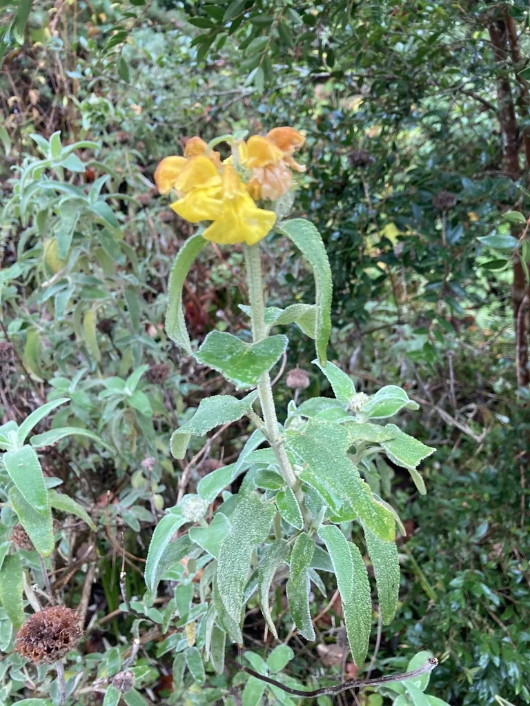 Phlomis Fruticosa