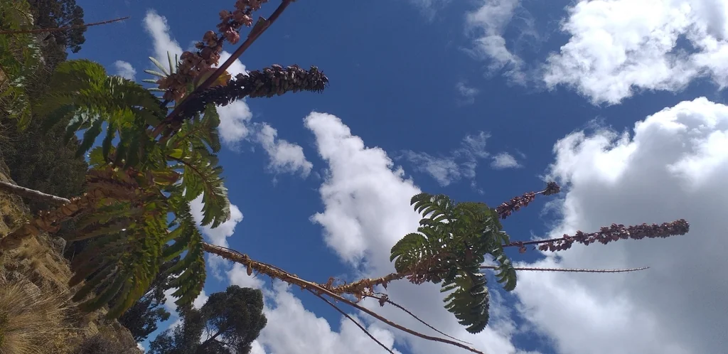 Melianthus Major