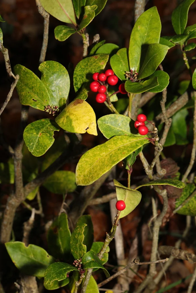 Skimmia Japonica