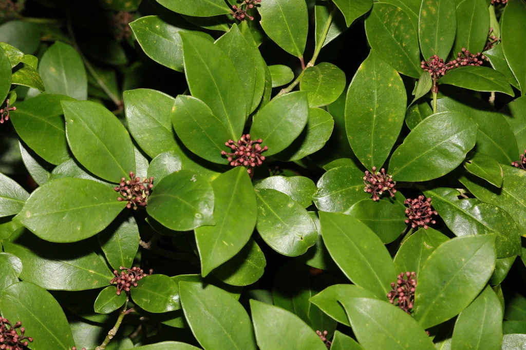 Skimmia Japonica