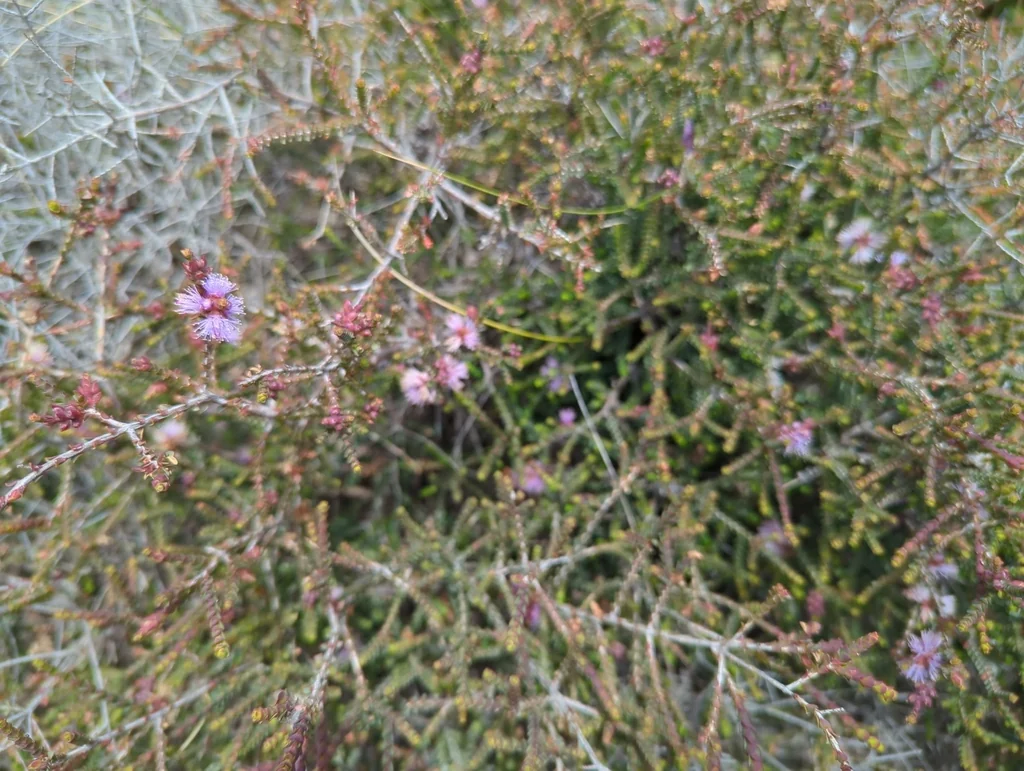 Melaleuca Gibbosa