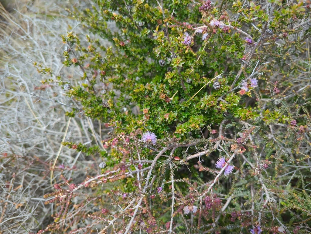 Melaleuca Gibbosa