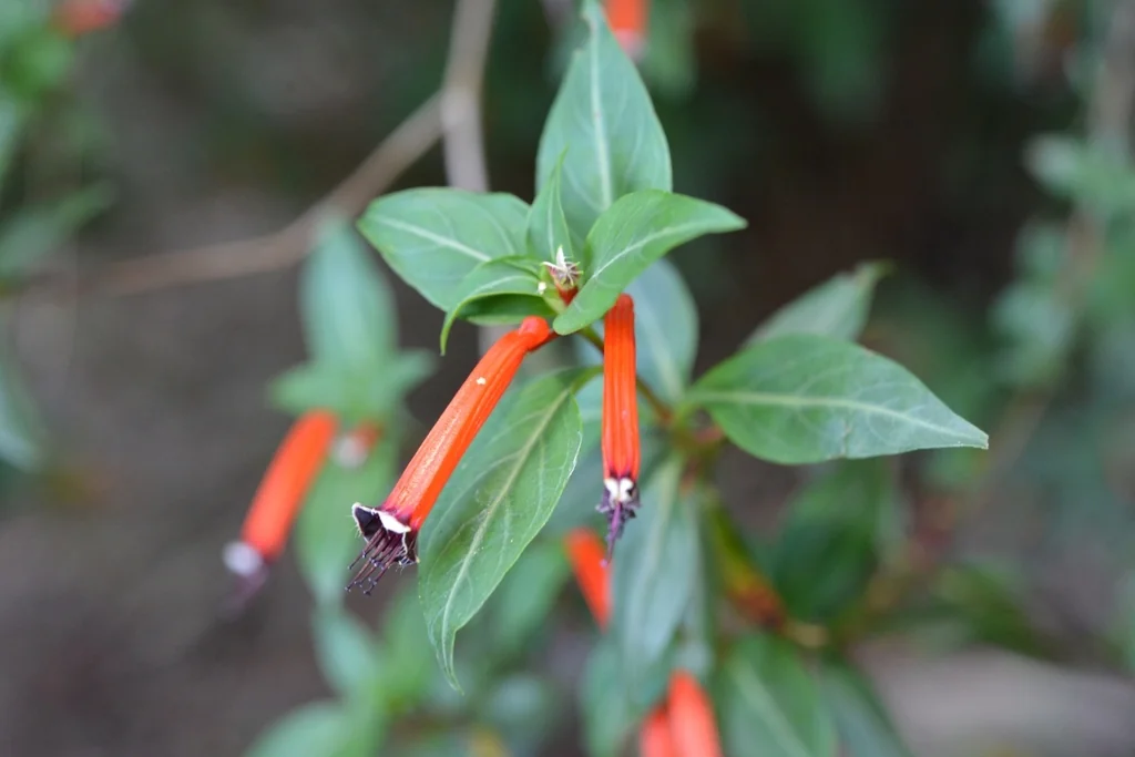 Cuphea ignea