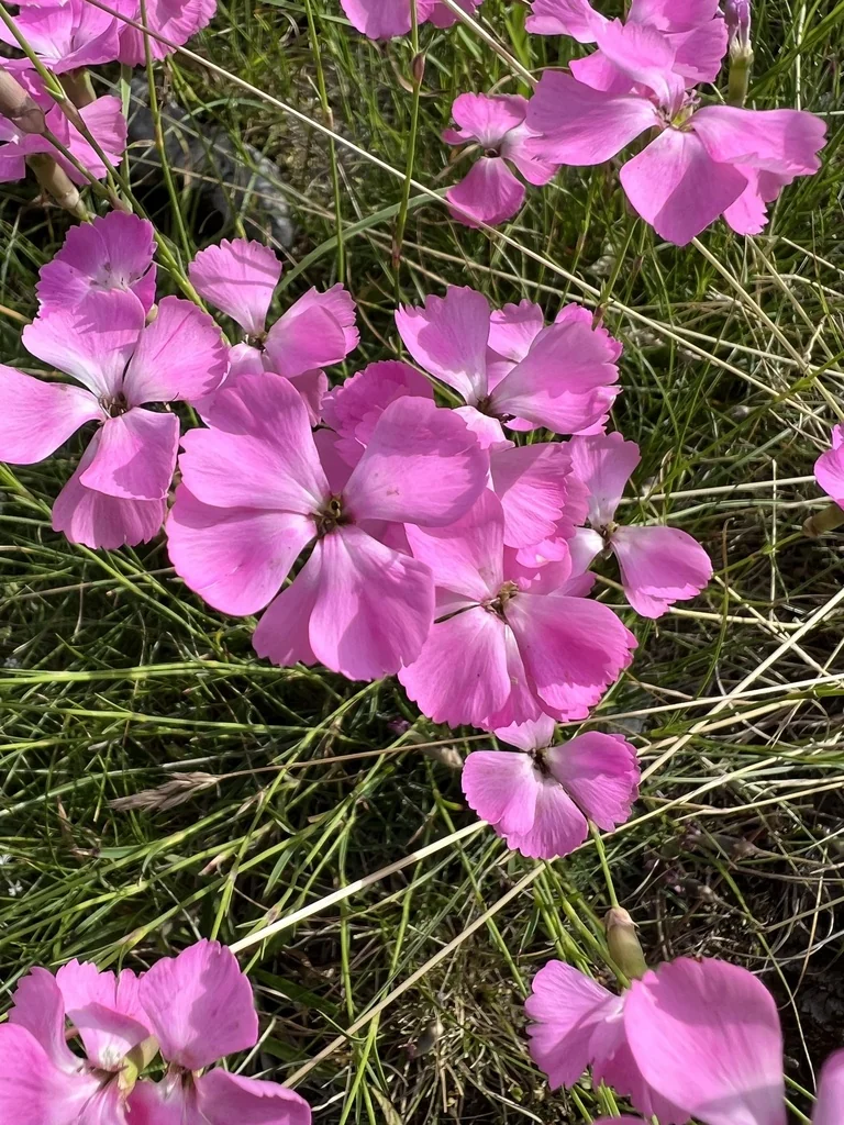 Dianthus Caryophyllus