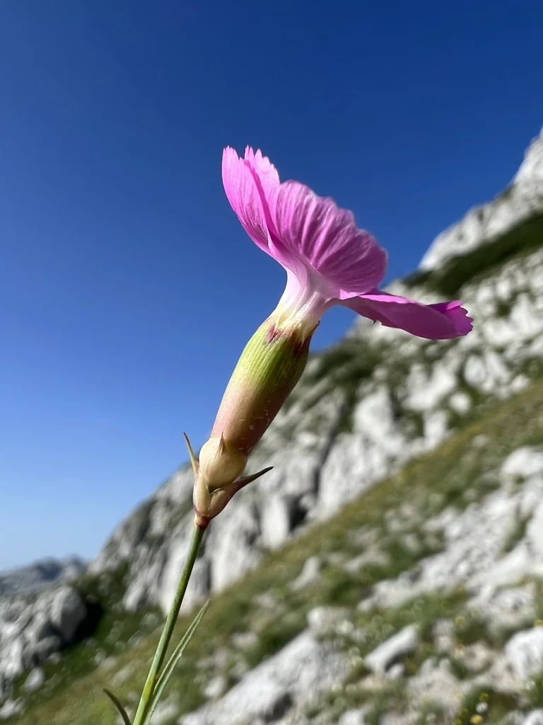 Dianthus Caryophyllus