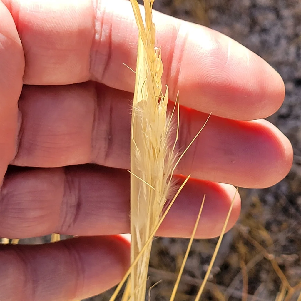 Stipa speciosa