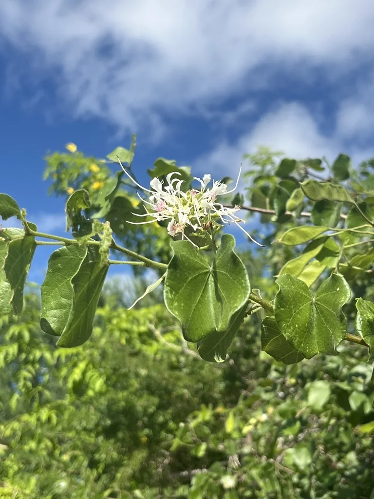 Bauhinia Mexicana