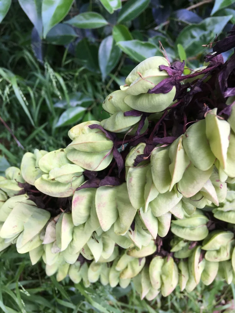Melianthus Major