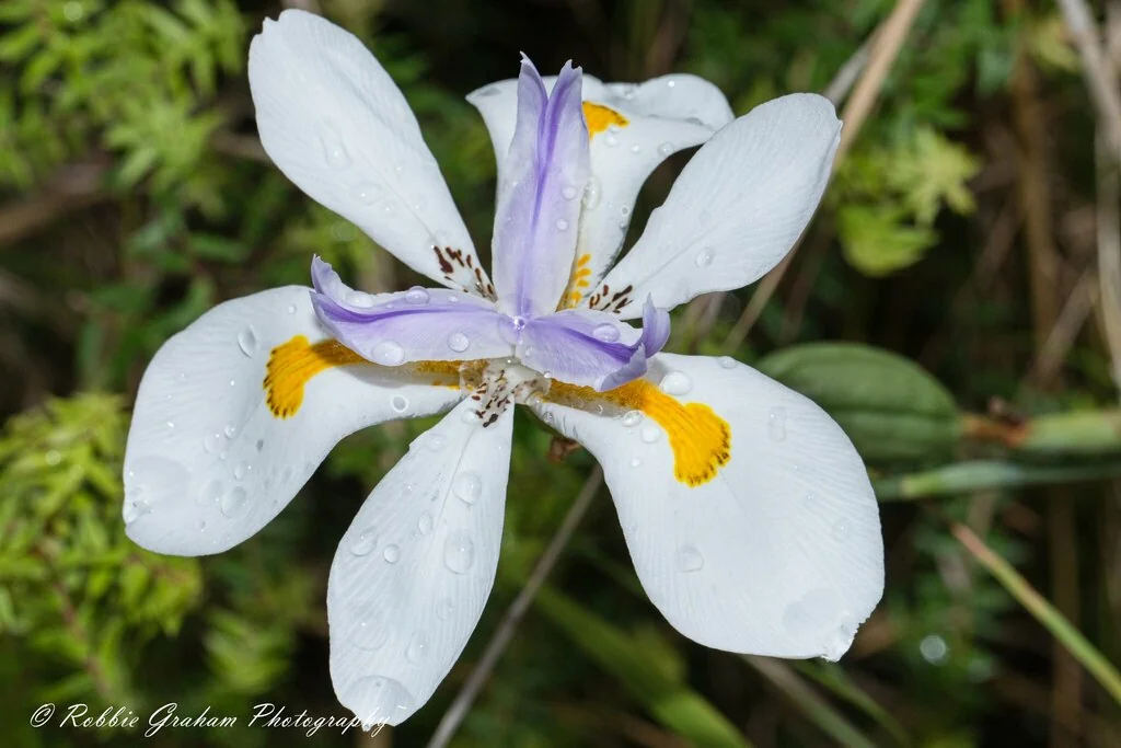 Dietes Grandiflora