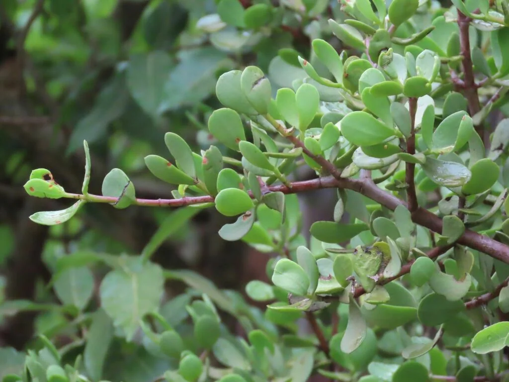 Portulacaria Afra