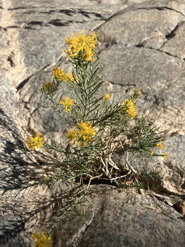 Ericameria Laricifolia