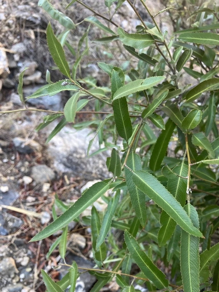 Vauquelinia Californica