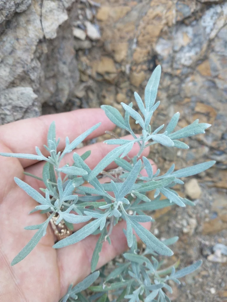 Bahia Absinthifolia
