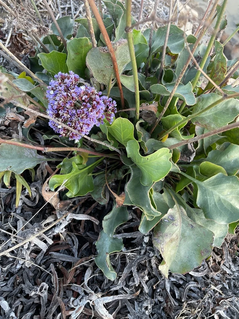 Limonium Perezii