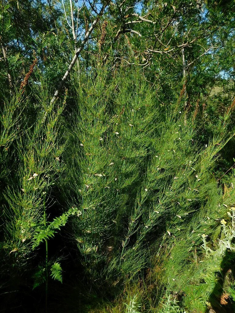 Elegia Capensis